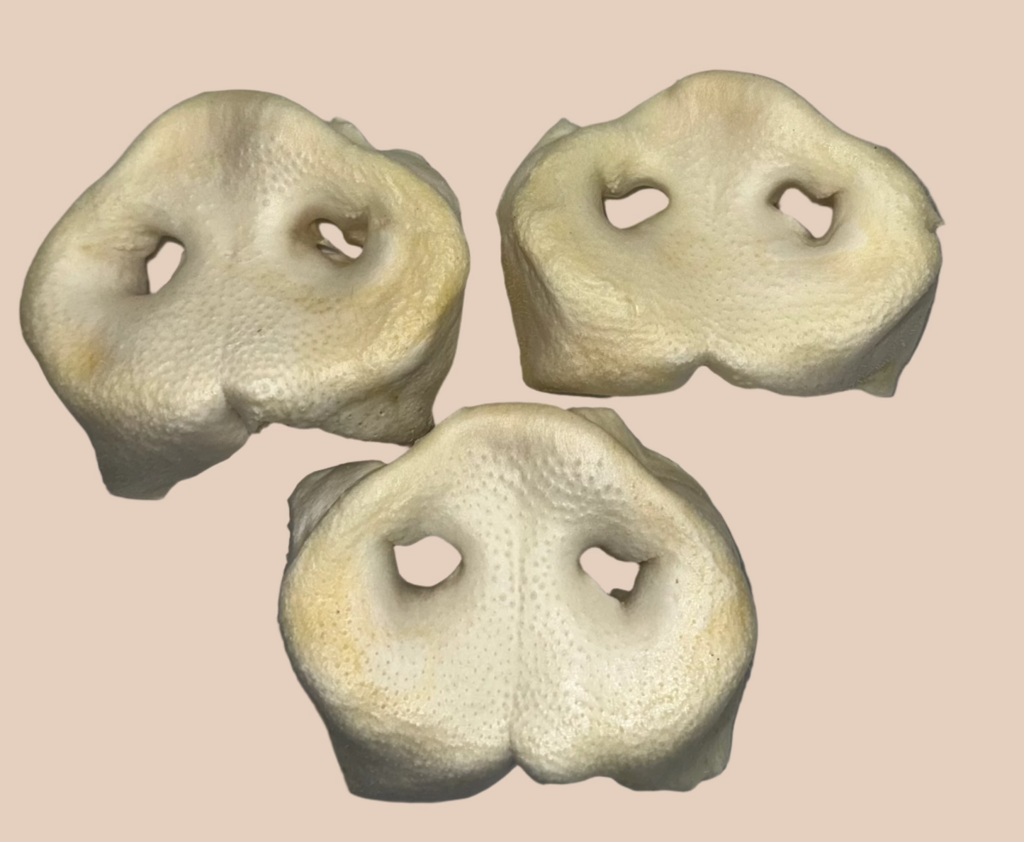 Puffed Pig Snouts XL