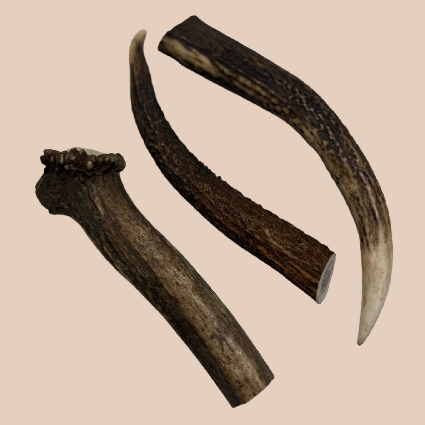 Deer Antler Large