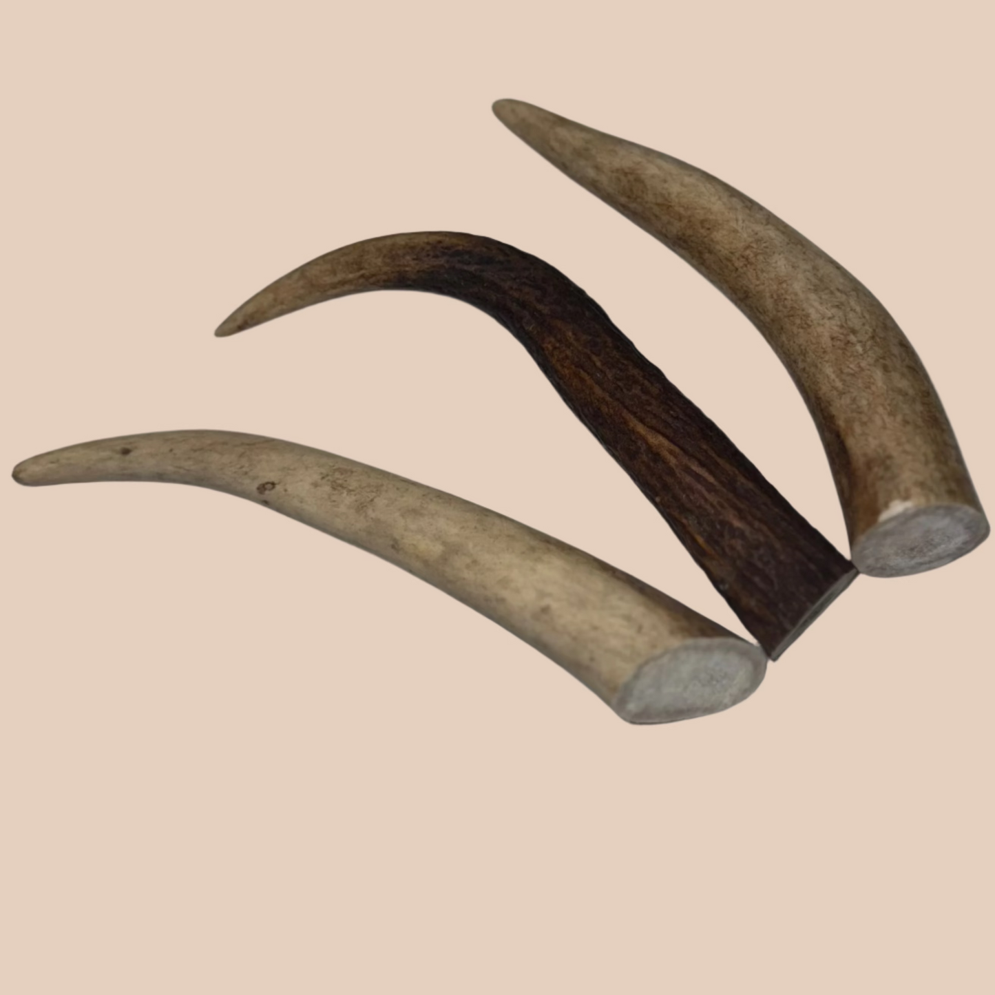 Deer Antler Medium