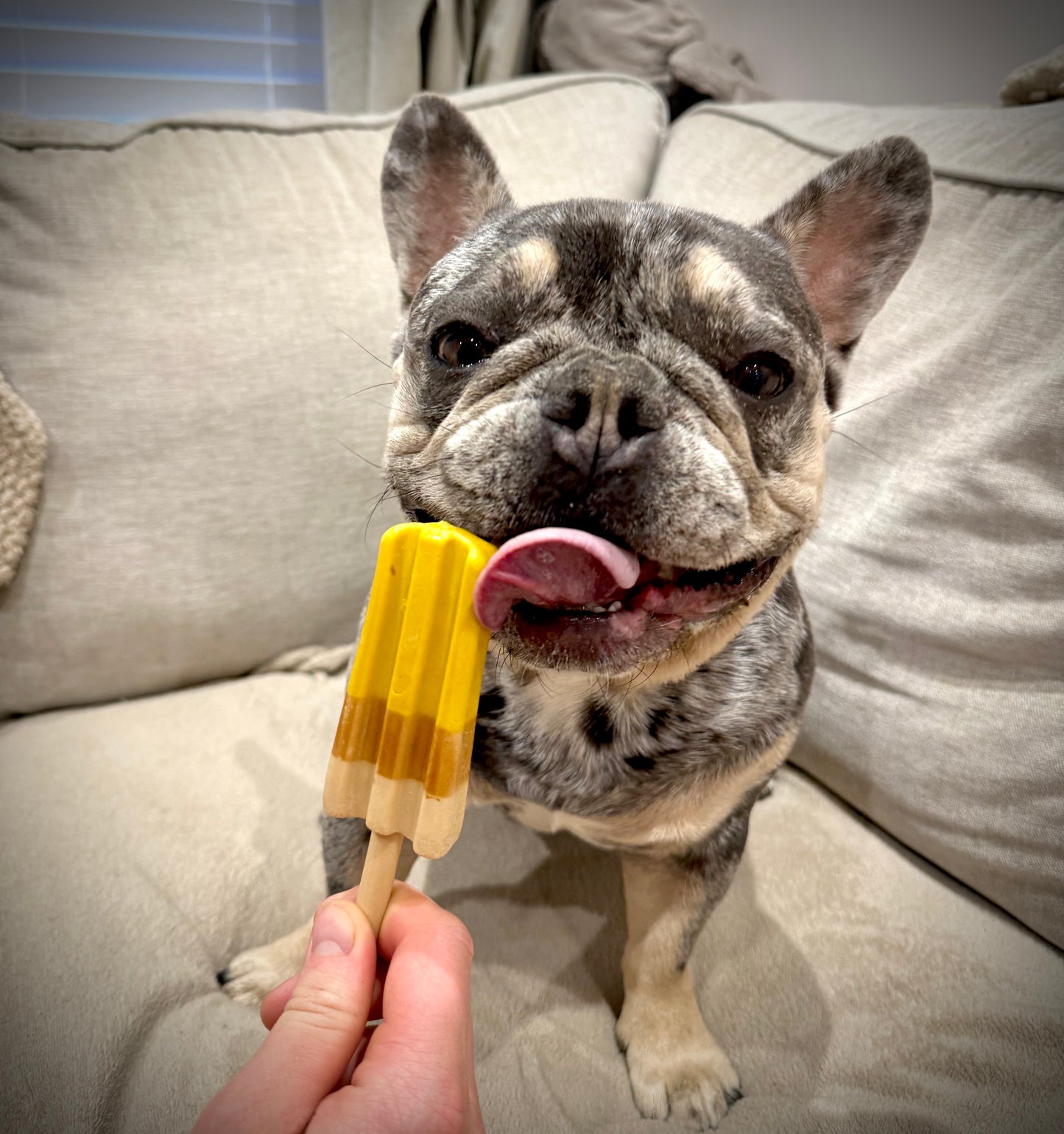 Pup Ice Lollies - The Canine Menu