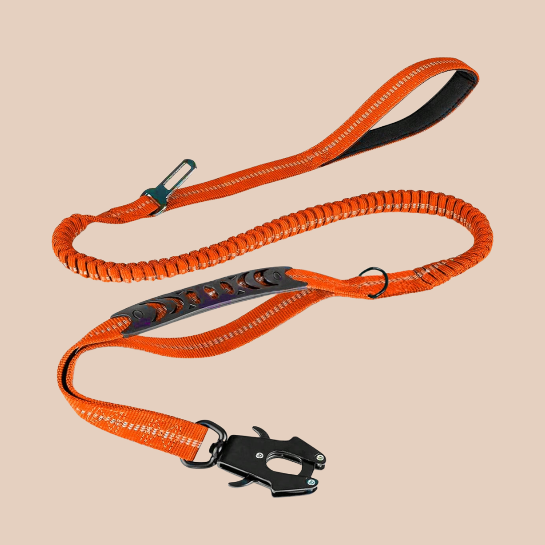 Archie's Bungee Dog Lead