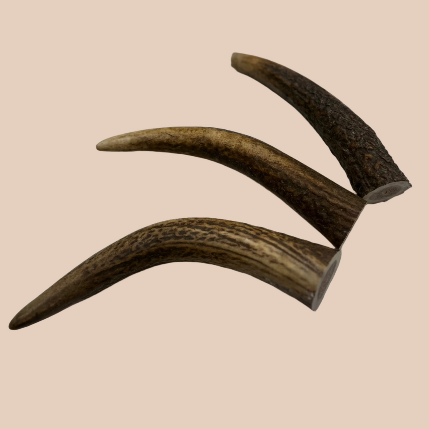 Deer Antler Medium