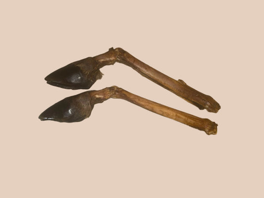 Deer Leg with Hoof