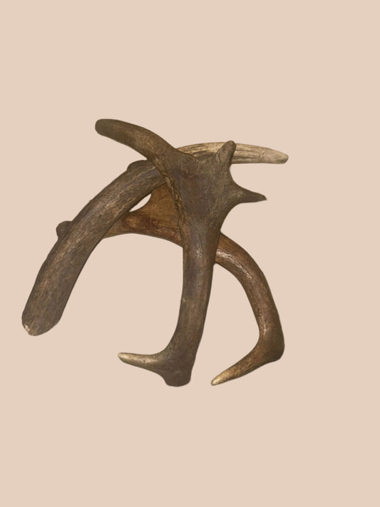 Deer Antler XL