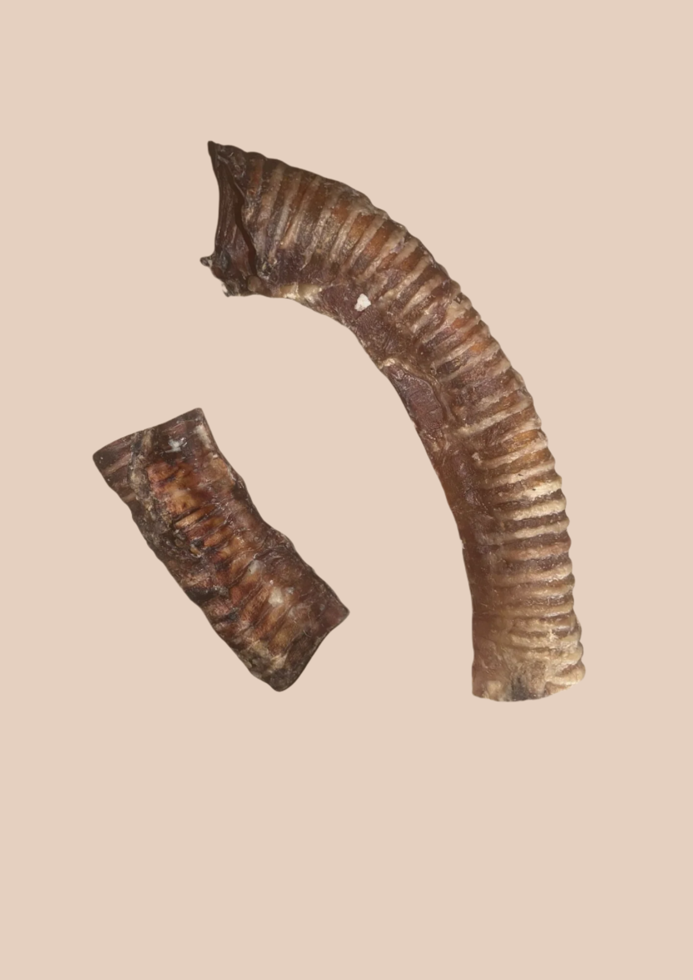 Beef Trachea