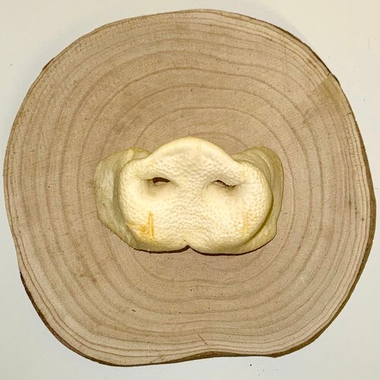 Puffed Pig Snouts XL