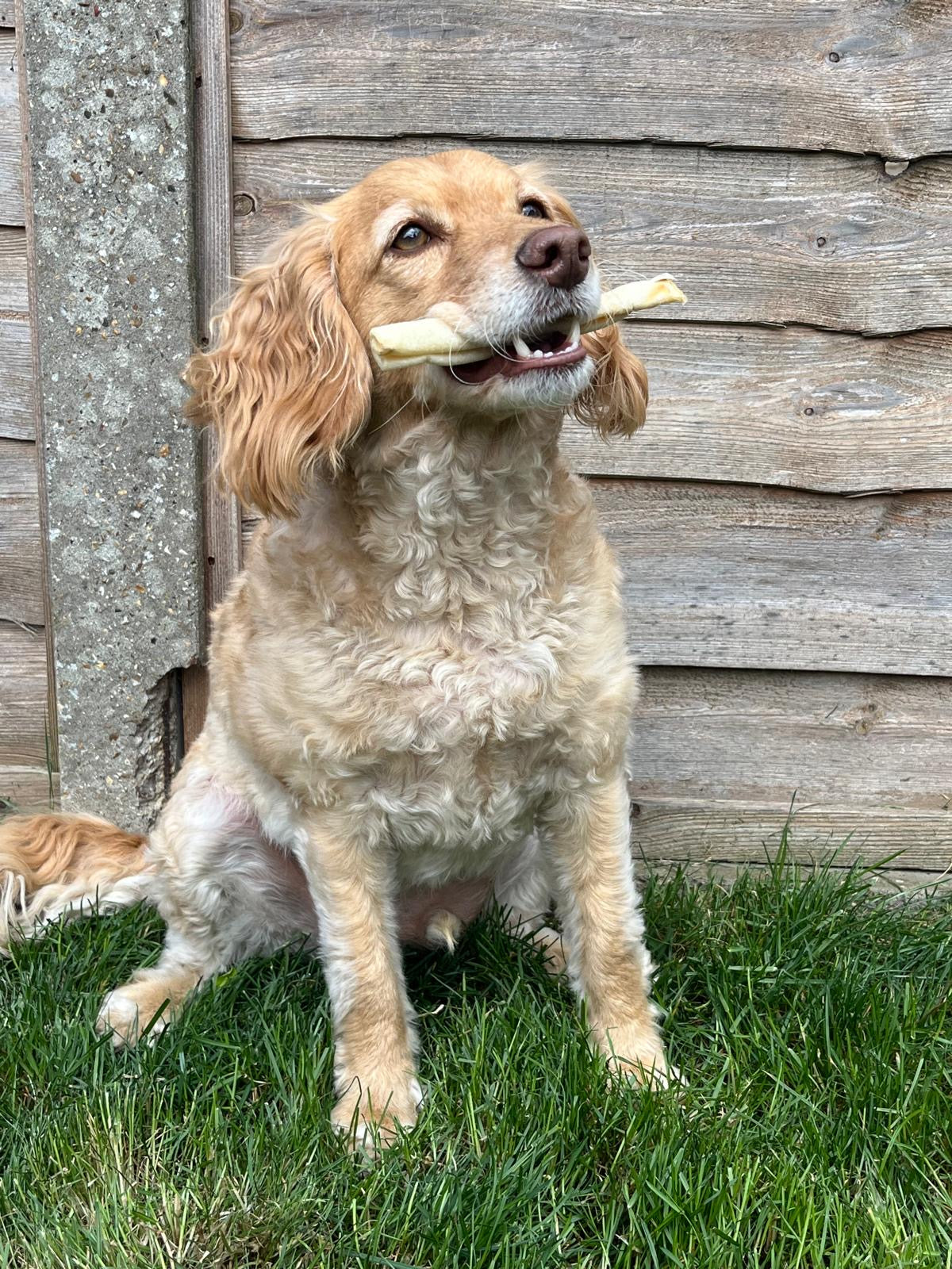 The Canine Menu Dog Chews